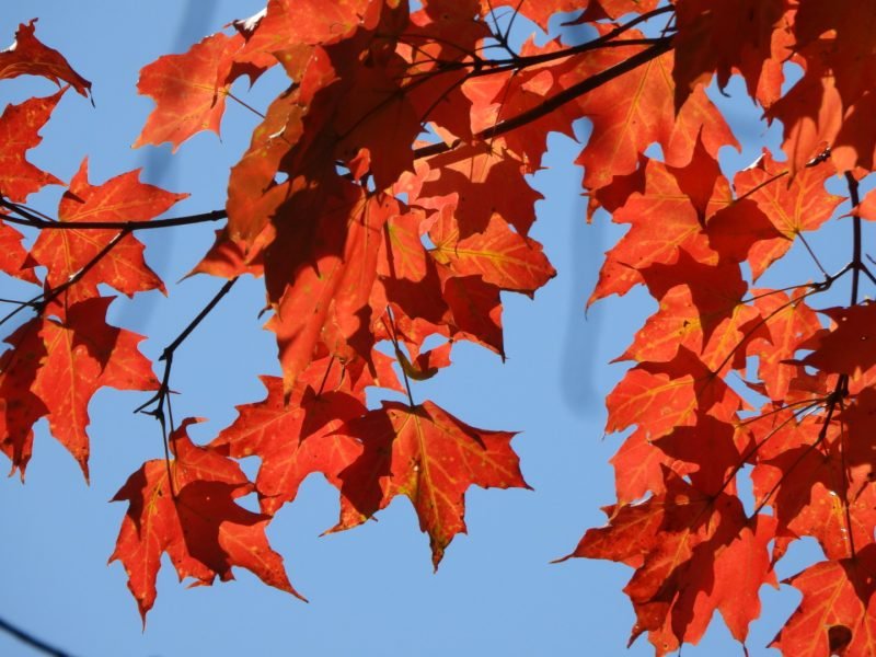 Maple leafs