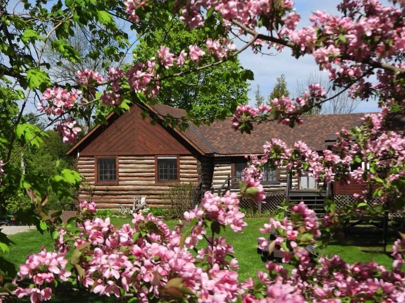 Fernleigh Lodge, a log building seen through pink crabapple blossom