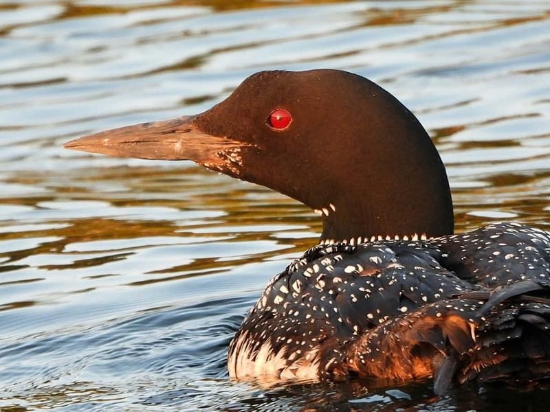 A loon in low evening light on rippled water, red eye and white-spotted back
