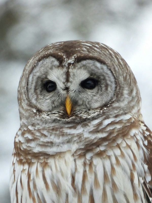 A barred owl facing the camera against a pale winter background