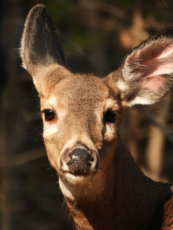 A young deer looking straight at the camera, sunlit ears raised