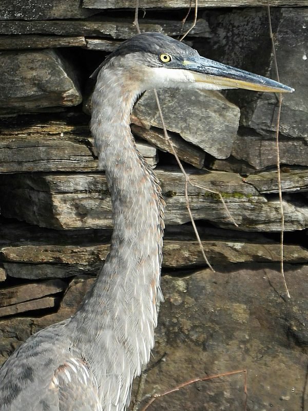 A great blue heron's long neck and yellow eye against a layered stone wall