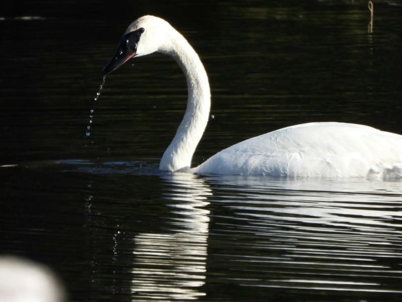A white swan on dark water, drops of water falling from its black bill