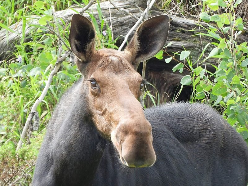 A moose looking back over its shoulder, ears up, in green leaves beside a fallen log