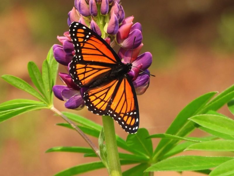 An orange and black butterfly on a purple lupine flower