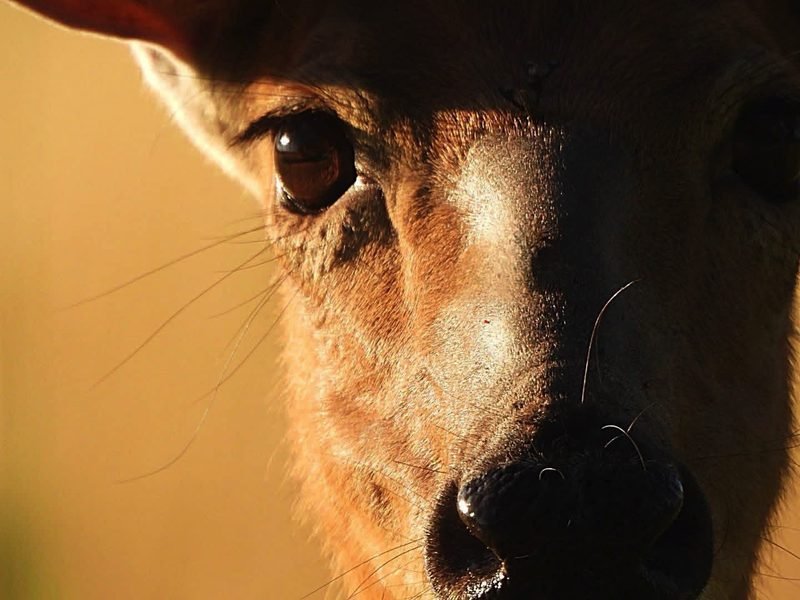 Extreme close-up of a deer's eye and nose in low gold light
