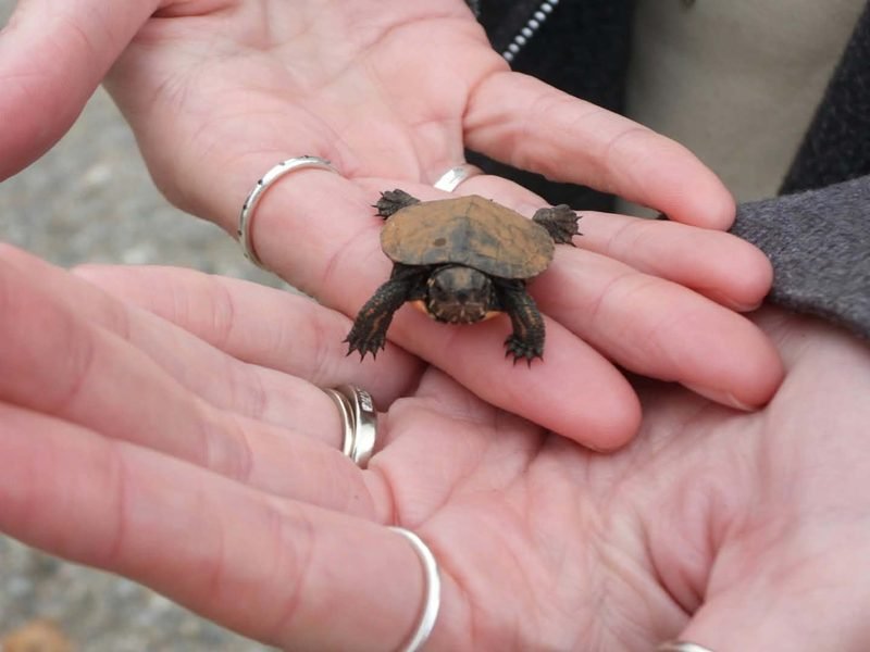 A tiny turtle with an orange-brown shell held in the palm of a hand