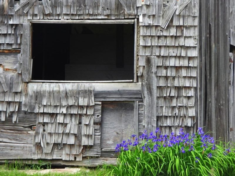 A weathered shingled wall with an open black window and blue irises below