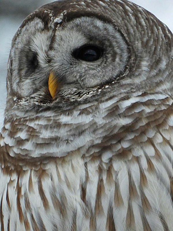 A barred owl close up, head tilted, against a pale background