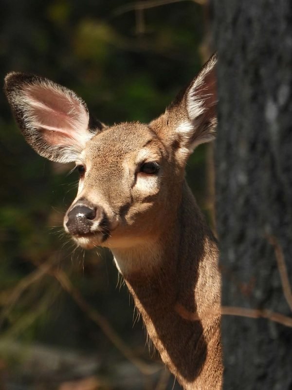 A young deer looking out from behind a dark tree trunk, ears raised