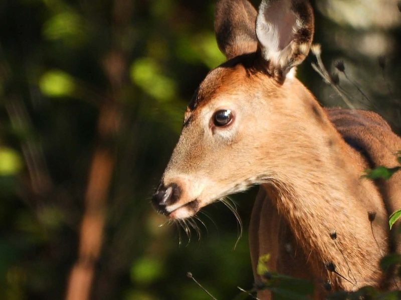 A deer in profile in warm light against dark green leaves