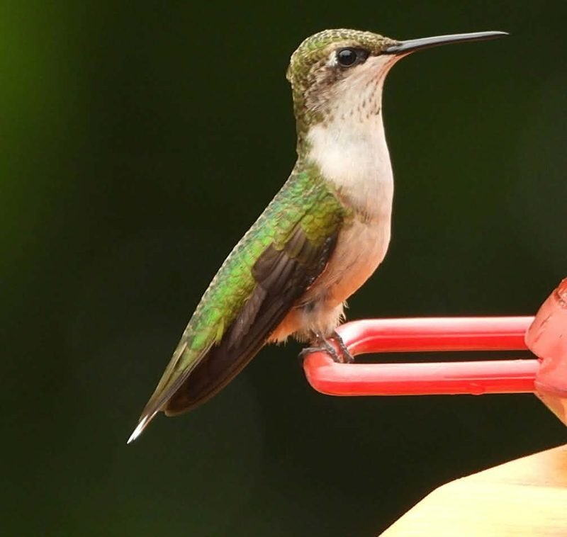 A hummingbird with green back feathers perched on a red feeder
